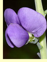 Баптизия (Baptisia etistrelis (L) R. Br.) Баптизия (Baptisia etistrelis (L) R. Br.)